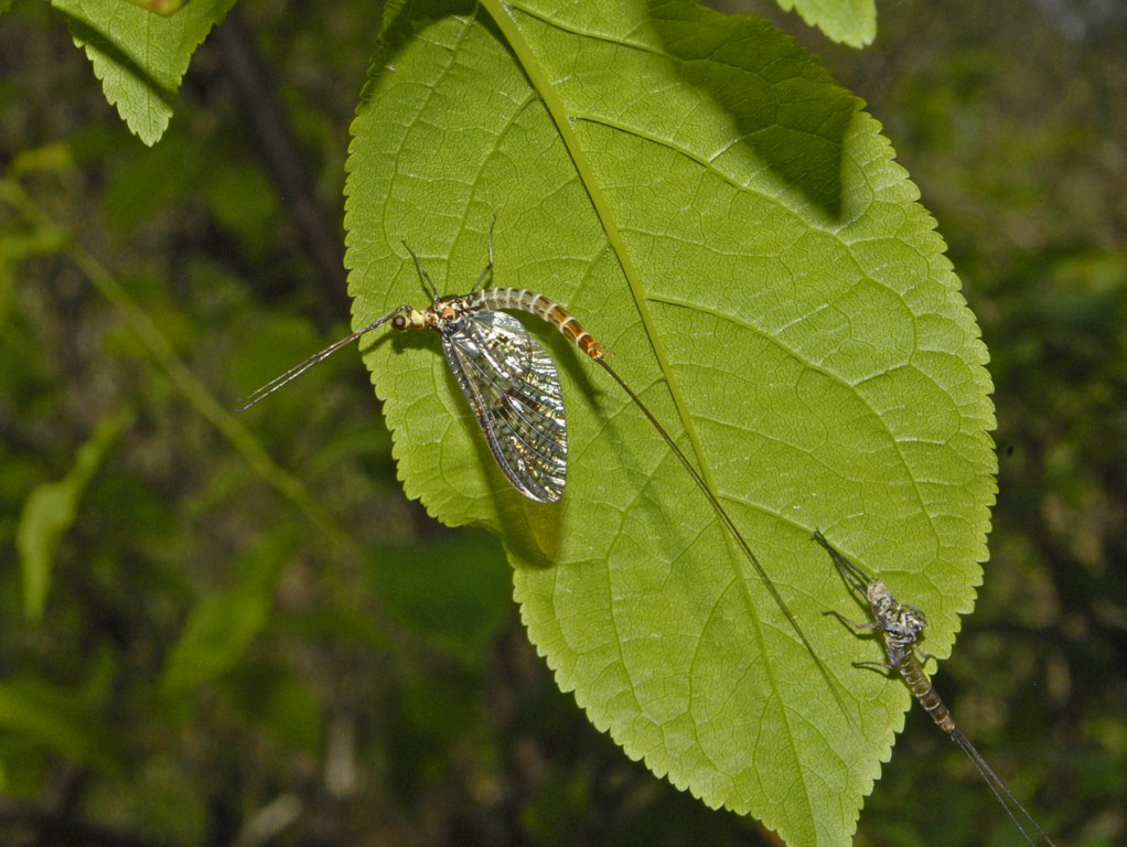 Ephemera danica genovese appena sfarfallata